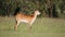 Red lechwe antelope