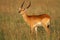 Red lechwe antelope