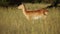 Red lechwe antelope in grassland