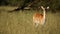 Red lechwe antelope in grassland