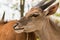 Red lechwe antelope male closeup