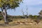 Red Lechwe Antelope - Okavango Delta - Botswana