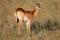 Red lechwe antelope, southern Africa