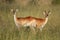 Red lechwe antelopes