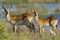 Red lechwe antelopes