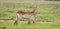 Red Lechwe and calf in the wetlands of Okavango Delta in Botswana, Africa