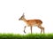 Red lechwe with green grass isolated