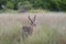 Red Lechwe in the tall grass