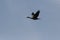 Red-legged cormorant flying