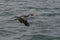 Red-legged cormorant flying over ocean