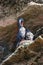 Red legged Cormorant in the Islas Ballestas, Paracas Peninsula,