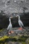 Red-legged cormorant on rock