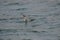 Red-legged cormorant swimming in ocean