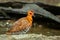 Red-Legged Crake