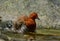 Red-legged Crake, Malaysian Banded Crake Rallina fasciata