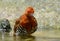 Red-legged Crake, Malaysian Banded Crake Rallina fasciata