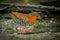 Red-Legged Crake (Rallina fasciata ) walking