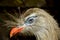 Red Legged Crested Seriema Bird Close-up Head Portrait