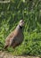 Red-legged or French Partridge