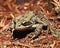 Red-legged frog