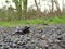 Red-legged Frog on a Path