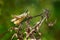 Red-legged Grasshopper - Melanoplus femurrubrum