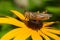 Red-legged Grasshopper - Melanoplus femurrubrum