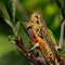 Red-legged Grasshopper (Melanoplus femurrubrum) macro, at rest