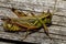 a red legged grasshopper Melanoplus femurrubrum on a wooden plank.