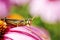 Red-legged grasshopper on pink flower