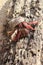 Red Legged Hermit Crab in Mexico beach sand