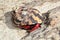 Red Legged Hermit Crab in Mexico beach sand