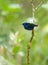 Red legged honeycreeper