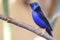 Red-legged honeycreeper