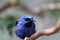 Red legged honeycreeper