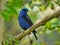 Red-legged honeycreeper avian perched atop a wooden tree branch.