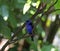 Red Legged Honeycreeper bird