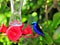 Red-legged honeycreeper on birdfeeder