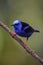 Red-legged Honeycreeper - Cyanerpes cyaneus