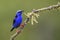 Red-legged Honeycreeper - Cyanerpes cyaneus