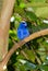 Red-legged Honeycreeper (Cyanerpes cyaneus)