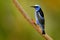 Red-legged Honeycreeper, Cyanerpes cyaneus, exotic tropic blue bird with red leg from Costa Rica. Tinny songbird in the nature hab