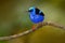 Red-legged Honeycreeper, Cyanerpes cyaneus, exotic tropical blue bird with red legs from Costa Rica. Tinny songbird in the nature