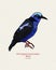 The red-legged honeycreeper Cyanerpes cyaneus, hand draw sketch vector