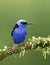 A Red-legged honeycreeper Cyanerpes cyaneus perched on a mossy branch in the tropical jungles of Costa Rica