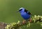 A Red-legged honeycreeper Cyanerpes cyaneus perched on a mossy branch in the tropical jungles of Costa Rica