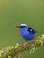 A Red-legged honeycreeper Cyanerpes cyaneus perched on a mossy branch in the tropical jungles of Costa Rica