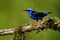 Red-legged Honeycreeper - Cyanerpes cyaneus  small songbird species in the tanager family Thraupidae,in the tropical New World