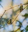 Red-legged Honeycreeper females