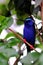 Red-legged honeycreeper perched on branch